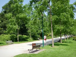 Nancy - Allée bordée d'arbres dans le parc de la Pépinière