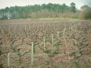 Nantes vineyards - Vineyards and trees