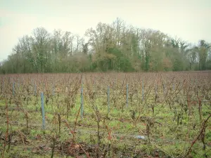 Nantes vineyards - Vineyards and trees