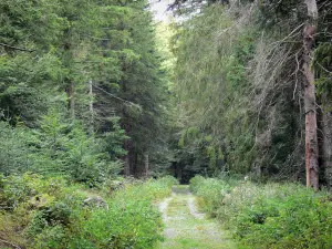 Nationaal Park van de Cevennen - Bos weg omzoomd door bomen en vegetatie in de Aigoual