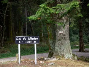 Nationaal Park van de Cevennen - Panel van de hals van Mining (1264 m) en bomen van het bos in de Aigoual