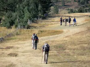 Nationaal Park van de Cevennen - Praktijk van wandelen: wandelaars op de berg Lozère