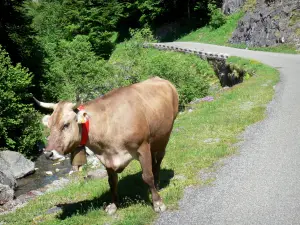 Nationaal Park van de Pyreneeën - Koe vrijheid langs de weg en gaf Bious
