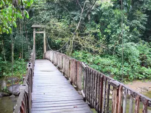 Nationale park van Guadeloupe - Houten loopbrug over de rivier en Bras- David weelderige regenwoud