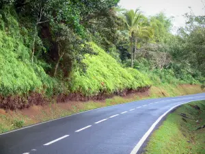 Nationale park van Guadeloupe - Het oversteken van de weg omzoomd met tropische vegetatie