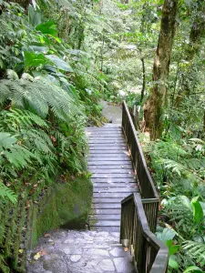 Nationale park van Guadeloupe - In het regenwoud, aangelegde pad naar de watervallen van Carbet