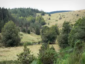 Nationalpark der Cevennen - Weideland bestreut mit Bäumen und Büschen; im Agioual-Massiv