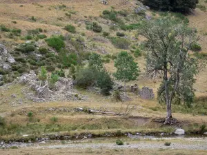 Nationalpark der Cevennen - Bach, Weide, Überreste von Mauern aus Bruchstein, Bäume und Sträucher; im Agioual-Massiv