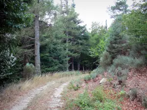 Nationalpark der Cevennen - Waldweg gesäumt von Bodenbewuchs und Bäumen