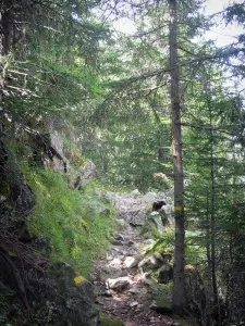 Nationalpark des Mercantour - Naturpark: markierter Fusswanderweg gesäumt von Bäumen