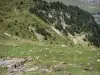 Nationalpark der Pyrenäen - Rasen bestreut mit Steinen und Tannen