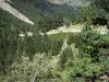 Nationalpark der Pyrenäen - Bäume und Tannen