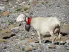 Nationalpark der Pyrenäen - Widder (Schaf) tragend eine Glocke