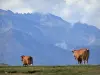 Nationalpark der Pyrenäen - Zwei spazieren gehende Kühe; Gebirge und Nebel (Dunst) im Hintergrund