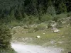 Nationalpark der Pyrenäen - Pfad gesäumt von Sträuchern