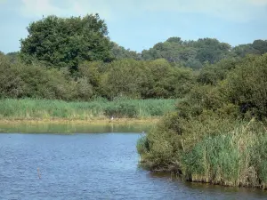 Natuurreservaat van Chérine - Ricot vijver, riet (riet) en bomen in het Regionaal Natuurpark van de Brenne