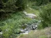 Néouvielleの自然保護区 - ヌーヴィエール山塊: 自然保護区Néouvielle：植生が並ぶ川