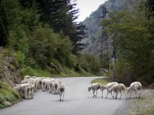 Néouvielle massif - Néouvielle Nature Reserve: flock of sheep on the road