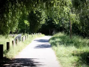 Neuilly-sur-Marne - Von Bäumen gesäumter Gehweg