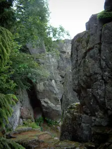 Neuntelstein - Trees and big rocks