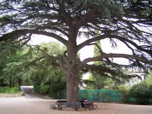 Nîmes - Árbol en el jardín de la Fuente