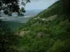 Noire (Black) mountain - Branches in foreground and mountain covered with trees (forest) with view of the valley (Upper Languedoc Regional Nature Park)