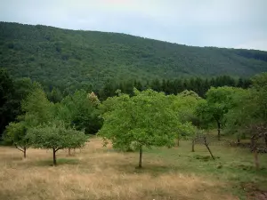 Noordelijke Vogezen  - Bomen en bos in de achtergrond (Regionaal Natuurpark Noordelijke Vogezen )