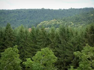 Noordelijke Vogezen  - Bomen en bos in de achtergrond (Regionaal Natuurpark Noordelijke Vogezen )