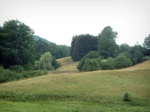 Noordelijke Vogezen  - Pasture en bomen (Regionaal Natuurpark Noordelijke Vogezen )