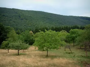 Nördlichen Vogesen - Bäume und Wald im Hintergrund (Regionaler Naturpark der nördlichen Vogesen)