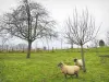 Norman Seine River Meanders Regional Nature Park - Sheeps in a prairie and trees