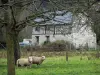 Norman Seine River Meanders Regional Nature Park - Sheeps in a prairie, trees and a house