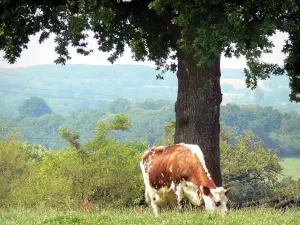 Normandie-Maine Regional Nature Park - Cow and tree in a meadow