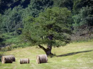 Normandisch Zwitserland - Boom en balen hooi in een veld