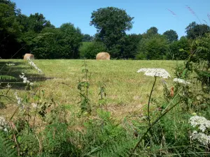 Normandisch Zwitserland - Wilde bloemen op de voorgrond, hooibergen in een veld en bomen