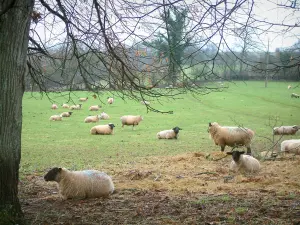 Normandisch Zwitserland - Kudde schapen in een weiland en bomen