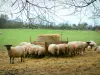 Normandisch Zwitserland - Takken, schapen, bomen en groene gras achtergrond