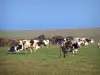 Normandische koe - Normandische koeien in een weiland
