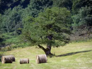 Normannische Schweiz - Baum und Heuballen auf einem Acker
