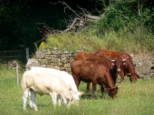 Normannische Schweiz - Kühe in einer Wiese