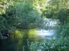 Noyers - Rivière Serein bordée d'arbres