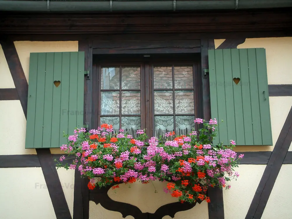 Obernai - Fenêtre décorée de fleurs (géraniums) et colombages d'une maison