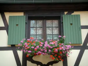 Obernai - Fenêtre décorée de fleurs (géraniums) et colombages d'une maison