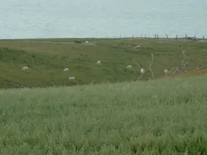 Opal Coast landscapes - Field overhanging a pasture with cows and sea (Regional Nature Park of Opal Capes and Marshes)