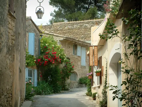 Oppède-le-Vieux - Gasse des Dorfes mit Häusern, geschmückt mit Blumen, Rosensträucher