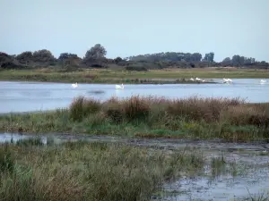 Ornithologisch park van Marquenterre - Natuurpark van de Somme moerassen, riet en zwanen