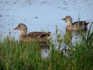 Ornithologisch park van Marquenterre - Natuurpark van de Somme: wilde eend en riet van het moeras