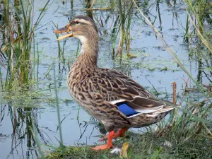 Ornithologisch park van Marquenterre - Natuurpark van de Somme: wilde eend tussen het riet