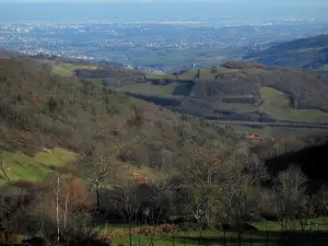 Paesaggi - Prati e alberi