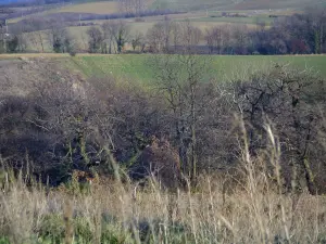 Paesaggi - Erba, gli alberi in primo piano e pascoli, nel Parco Naturale Regionale del Pilat